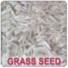 Grass Seed